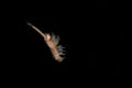 Brine shrimp or Artemia isolated on black background