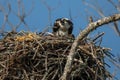 Bring More Food - Squawkings Osprey & baby In Nest