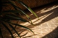 Natural beauty of tropical foliage casting shadows on a rustic wooden background, AI generated Royalty Free Stock Photo