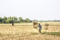 Bringing in the hay