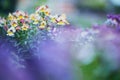 Bringing some colour into your life. wild violets in bloom in a nursery.