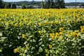 It brings joy to see sunflower field by the road; photos with yellow energy on the sunflower field