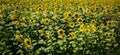 It brings joy to see sunflower field by the road; photos with yellow energy