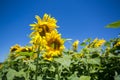 It brings joy to see sunflower field by the road; photos with yellow energy on the sunflower field