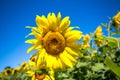 It brings joy to see sunflower field by the road; photos with yellow energy on the sunflower field