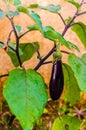 Brinjal or aubergine or Eggplant (Solanum melongena)- vertical Royalty Free Stock Photo