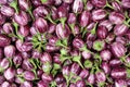 Brinjal Background