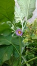 Brinjal, eggplant, aubergine flower which is purple in colour