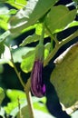 Brinjal or Eggplant or Aubergine (in french) Fruit - Long type