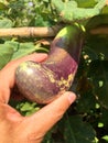 Brinjal Eggplant in hand