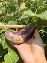 Brinjal Eggplant in hand