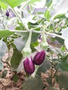 Brinjal or eggplant in a kitchen garden