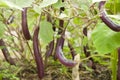 Brinjal or Eggplant plant with fruits