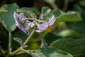 Brinjal,Eggplant, Solanum, melongena