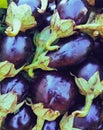 Brinjal eggplants vegetable black aubergine eggplant edible food berinjela brinjals tropical organic fresh aubergines photo