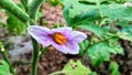 Brinjal flower with green leaves.