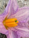 Brinjal flower macro photo