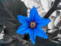 Brinjal flower photo