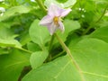 Brinjal flower, purple, purple flower, eggplant flower