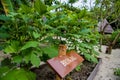 Brinjal in the garden