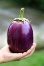 Brinjal