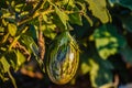 A brinjal growing in the field.