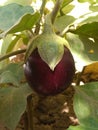 Brinjal in kitchen garden