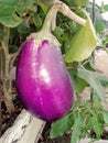 Brinjal is one of the most common tropical vegetables g Royalty Free Stock Photo