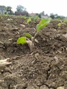 Brinjal plant in My farm nice pic Royalty Free Stock Photo