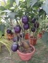 Brinjal plant is overloaded in brinjals