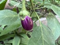 Brinjal plant with young purple fruits, Solanum melongena Royalty Free Stock Photo