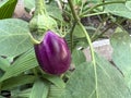 Brinjal plant with young purple fruits, Solanum melongena