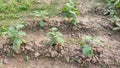 Brinjal plants in the garden