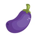 brinjal. Vector illustration decorative design Royalty Free Stock Photo