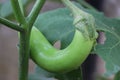 Brinjal which is green and ready to be picked