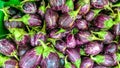 Brinjals or the eggplant