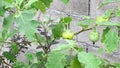 Brinjaul or eggplant on plant (Solanum laciniatum).