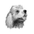 Briquet Griffon VendÃ¯Â¿Â½en dog breed isolated on white background digital art illustration. Hunting dog originating in France, dog