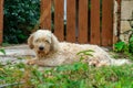 Briquet griffon venden, cute hairy dog on the back yard