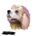 Briquet Griffon VendÃÂ©en dog breed isolated on white background digital art illustration. Hunting dog originating in France, dog