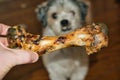 hand offering big bone to dog Royalty Free Stock Photo