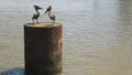 BRISBANE, AUSTRALIA-MARCH, 7, 2017: brisbane river and pelican sculpture in queensland