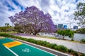 Brisbane, Queensland, Australia - Blossoming jacaranda tree