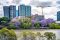 Brisbane, Queensland, Australia - Blossoming jacaranda trees along the river Royalty Free Stock Photo