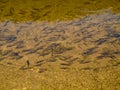 Brisk flock freshwater trout