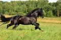 Briskly galloping black friesian stallion