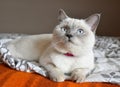 Bristish cat lilac point lying on the bed Royalty Free Stock Photo