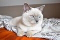 Bristish cat lilac point lying on the bed Royalty Free Stock Photo