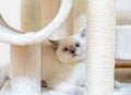 Bristish cat lilac point playing Royalty Free Stock Photo