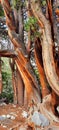 Bristle Cone Pine Tree Royalty Free Stock Photo